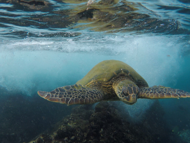 Andaman and Nicobar Islands: Port Blair